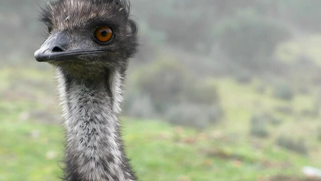 Close up of an Ostrich