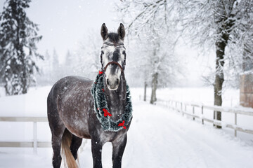 beautiful grey horse in a bridle posing in the snow with Christmas garland around the neck