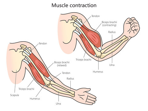 Biceps relaxed and triceps contracted hi-res stock photography and