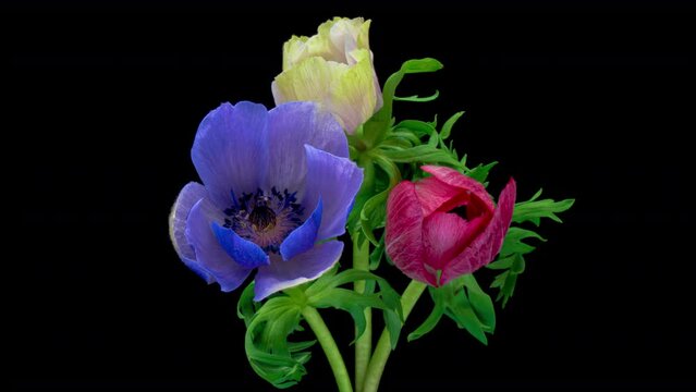 Beautiful bouquet of multicolored anemone flowers blooming on black background, close-up. Anemone coronaria. Colorful celebratory bouquet.