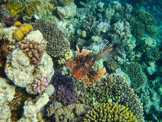 Naklejka na ściany i meble Lion fish in the coral reef of the Red Sea