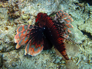 Lion fish in the coral reef of the Red Sea