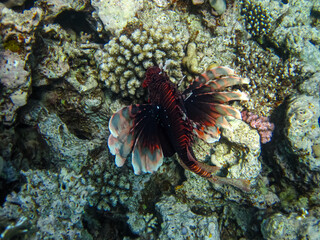 Lion fish in the coral reef of the Red Sea