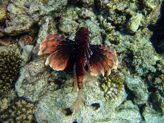 Lion fish in the coral reef of the Red Sea