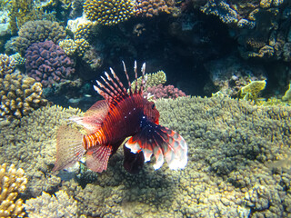 Lion fish in the coral reef of the Red Sea