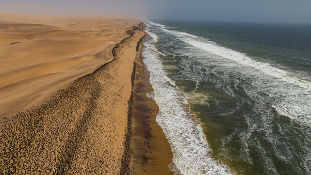 Aerial of massive numbers of Cormorants on the sand dunes along the Atlantic coast, Namibe (Namib) desert, Iona National Park, Namibe, Angola