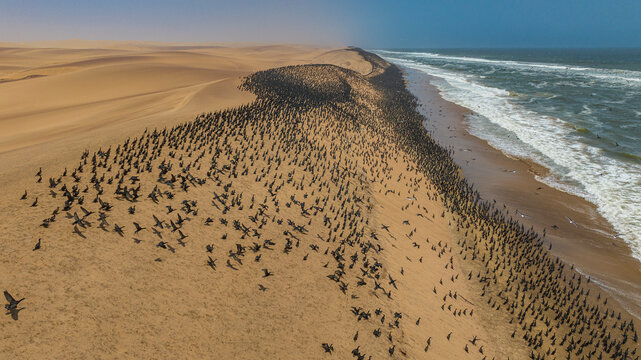 Aerial of massive numbers of Cormorants on the sand dunes along the Atlantic coast, Namibe (Namib) desert, Iona National Park, Namibe, Angola