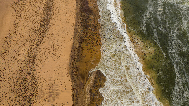 Aerial of massive numbers of Cormorants on the sand dunes along the Atlantic coast, Namibe (Namib) desert, Iona National Park, Namibe, Angola