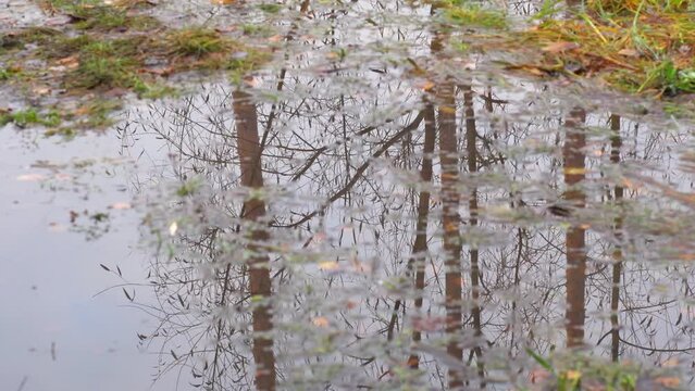 A sad autumn puddle in the mud with the reflection of trees without leaves.