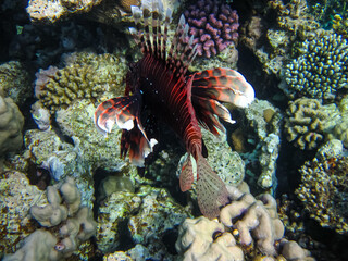 Naklejka na ściany i meble Lion fish in the coral reef of the Red Sea