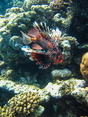 Lion fish in the coral reef of the Red Sea