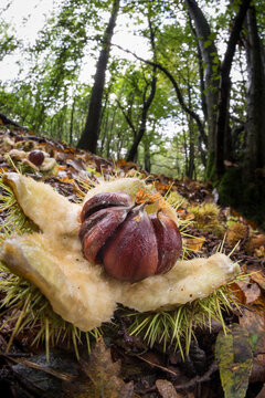 Sweet Chestnut (Castanea sativa) open fruits, amongst leaf litter on woodland floor