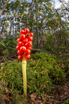 Lords-and-ladies (Cuckoo pint) (Arum maculatum) clusters of orange berries