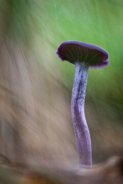 Amethyst Deceiver (Laccaria amethystina) fruiting bodies, growing on woodland floor
