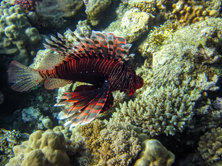 Lion fish in the coral reef of the Red Sea