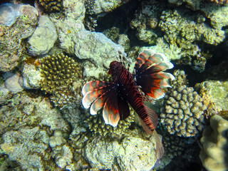 Lion fish in the coral reef of the Red Sea