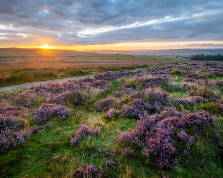 Ling heather (Calluna vulgaris) flowering on Curbar Gap at sunrise, Peak District National Park, Derbyshire, England