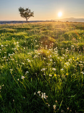 Flowers, grass and lone Hawthorn tree in evening sunlight, Winskill Stones Nature Reserve, Stainforth, Yorkshire Dales National Park, Yorkshire, England
