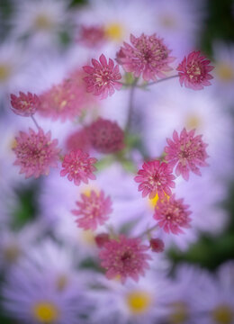 Astrantia with a background of Aster frikartii monch