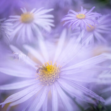Aster frikartii monch