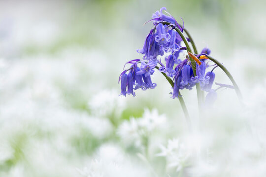 Bluebell (Hyacinthoides non-scripta), growing amongst Wild garlic (Ramson) ((Allium ursinum)