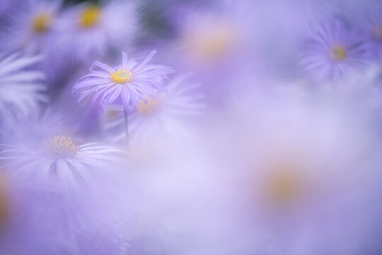 Aster frikartii monch
