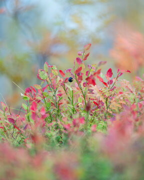Northern bilberry (Vaccinium uliginosum), in autumn colour, Norway, Scandinavia
