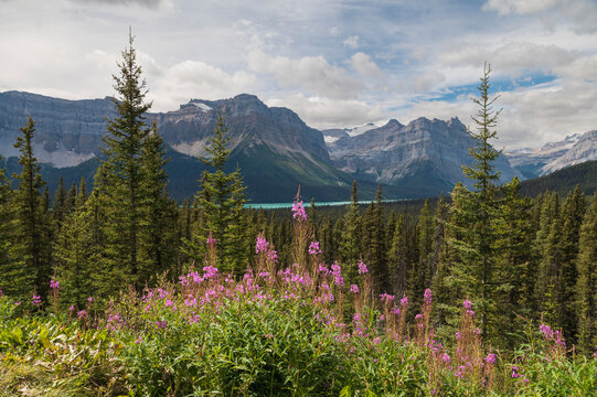 Wildflowers, fireweed (willowherb) near Bow Lake, Icefields Parkway, Banff National Park, UNESCO World Heritage Site, Canadian Rockies, Alberta, Canada