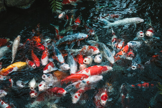 Colorful Koi fishes in the water of Senso ji Temple's garden, Tokyo, Honshu, Japan