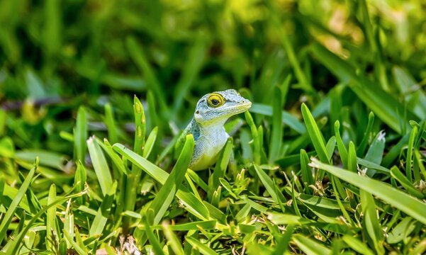 Antiguan Anole lizard (Anolis Leachii) in Bermuda, Atlantic