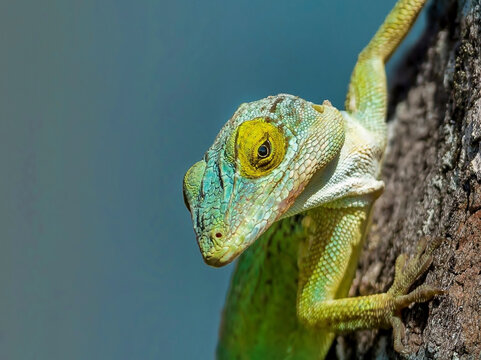 Antiguan Anole lizard (Anolis Leachii) in Bermuda, Atlantic