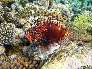 Lion fish in the coral reef of the Red Sea