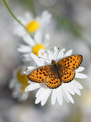 Lesser marbled fritillary, Brenthis ino, feeding on Oxeye Daisy 