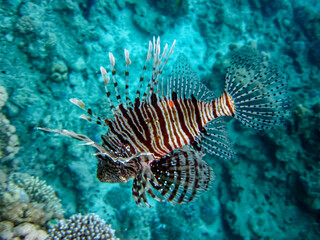 Lion fish in the coral reef of the Red Sea