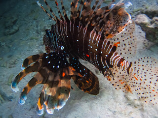 Lion fish in the coral reef of the Red Sea