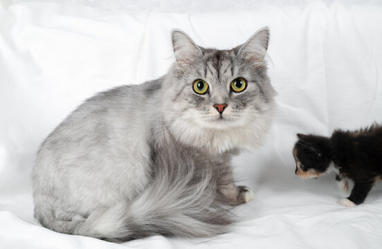 Cute gray cat