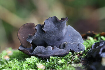 Ionomidotis irregularis, black cup fungus growing on grey alder in Finland, no common English name