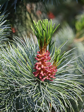 Siberian dwarf pine, Pinus pumila, also known as dwarf stone pine