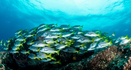 School green fish swimming in blue ocean water tropical under water. Fishes in underwater wild...
