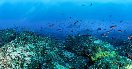 Fototapeta na wymiar School fish swimming in blue ocean water tropical under water. Scuba diving adventure in Maldives. Fishes in underwater wild animal world. Observation of wildlife Indian ocean. Copy space