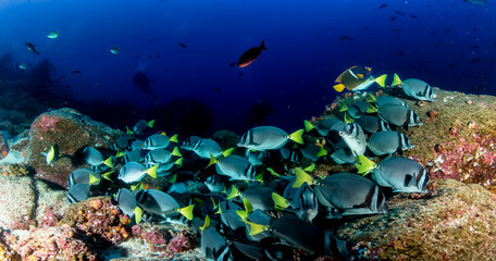 School green fish swimming in blue ocean water tropical under water. Scuba diving adventure in Maldives. Fishes in underwater wild animal world. Observation of wildlife Indian ocean. Copy space