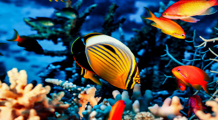 Fototapeta na wymiar Yellow red fish swimming in blue ocean water tropical under water. Scuba diving adventure in Maldives. Fishes in underwater wild animal world. Observation of wildlife Indian ocean. Copy text space