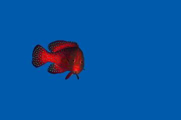 Red fish swimming in blue ocean water tropical under water. Fishes in underwater wild animal world. Scuba diving adventure in Maldives. Observation of wildlife Indian ocean. Copy space