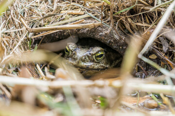 Frog using a house's drainage pipe as its habitat