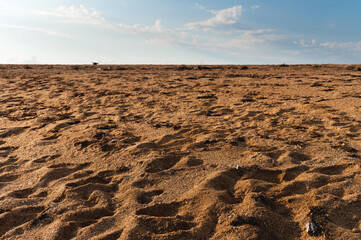 Golden sand of the sea and ocean coast polluted by dry algae washed ashore