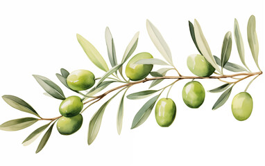 Watercolor painting of Olive clipart on a white background.
