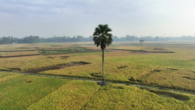 A solitary palm tree stands tall and proud amidst a huge paddy field, clouds are moving and the birds are chirping
