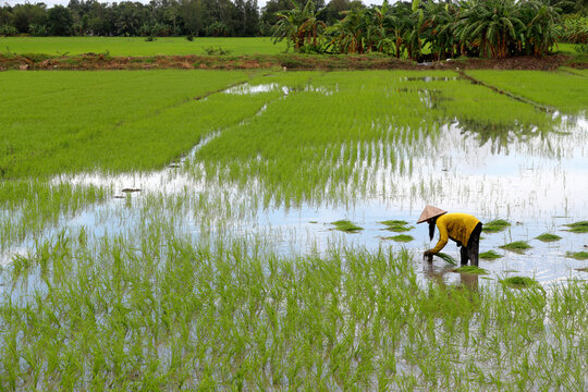 Woman farmer working in a rice field transplanting rice in the Mekong Delta, Can Tho, Vietnam, Indochina