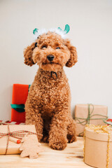 Close-up small ginger poodle dog in a green deer antlers on a light background. Pet's portrait. Christmas greetings card, front view