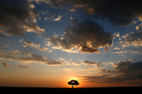 Acacia tree and clouds at sunset, Masai Mara National Park, Kenya, East Africa
